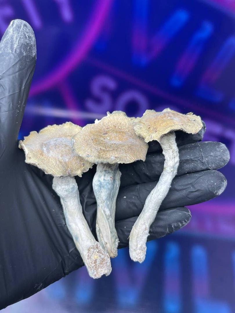 buy mushroom online in hamburg